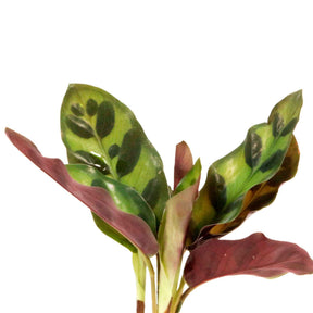 Calathea im Samoa-Glas mit LED-Beleuchtung - Hydroponik - Calathea insignis - Willemse
