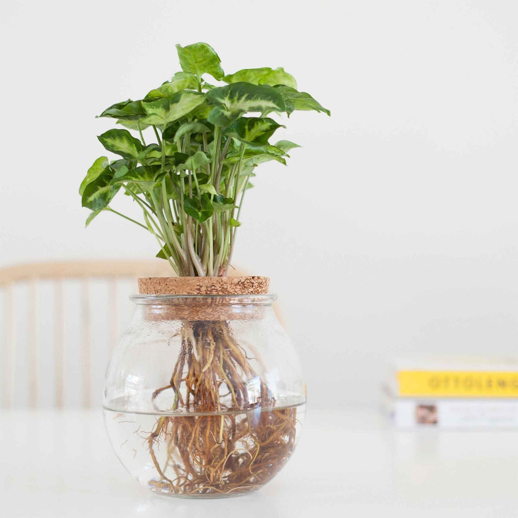 Syngonium im Kugelglas - Hydroponik - Willemse