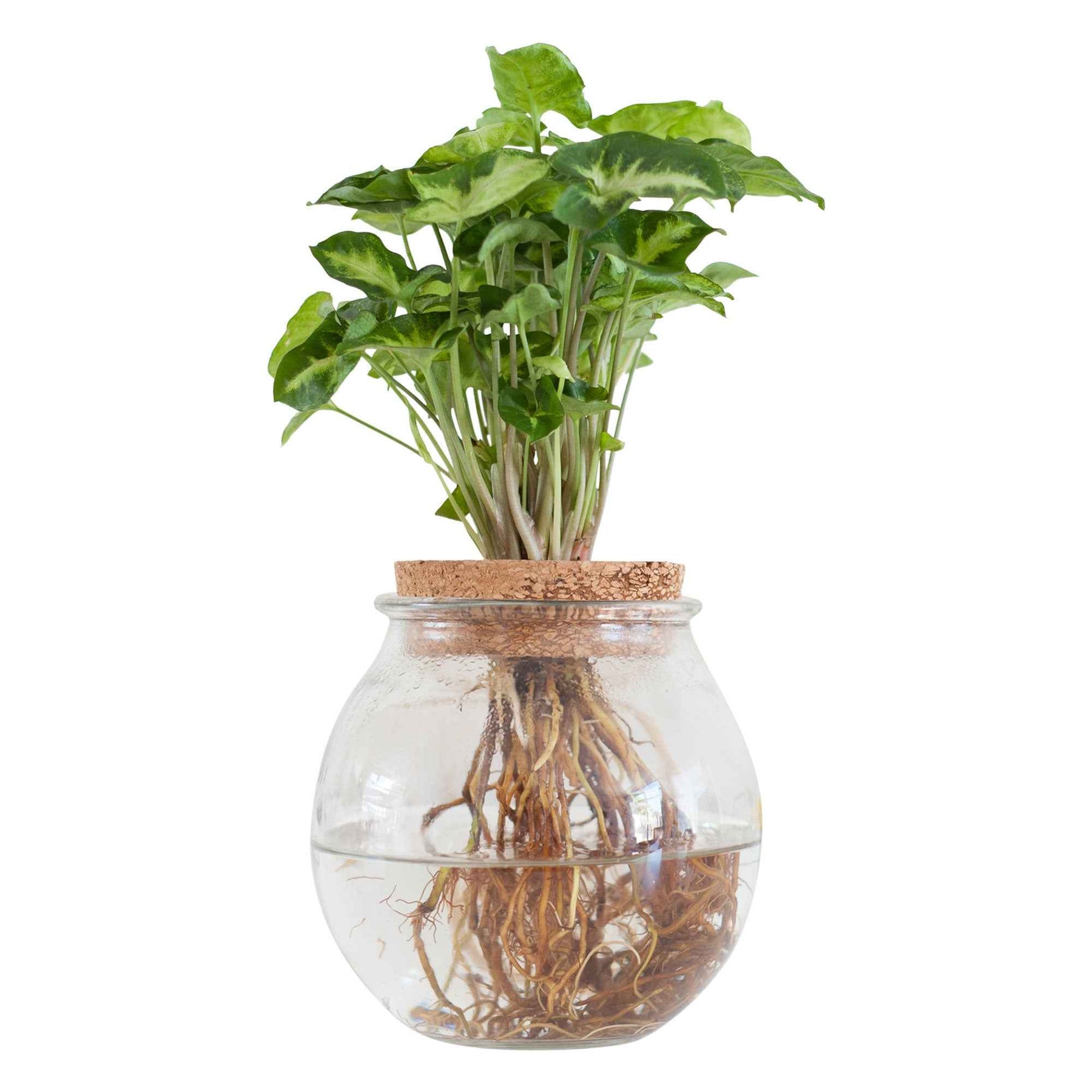 Syngonium im Kugelglas - Hydroponik - Syngonium - Willemse