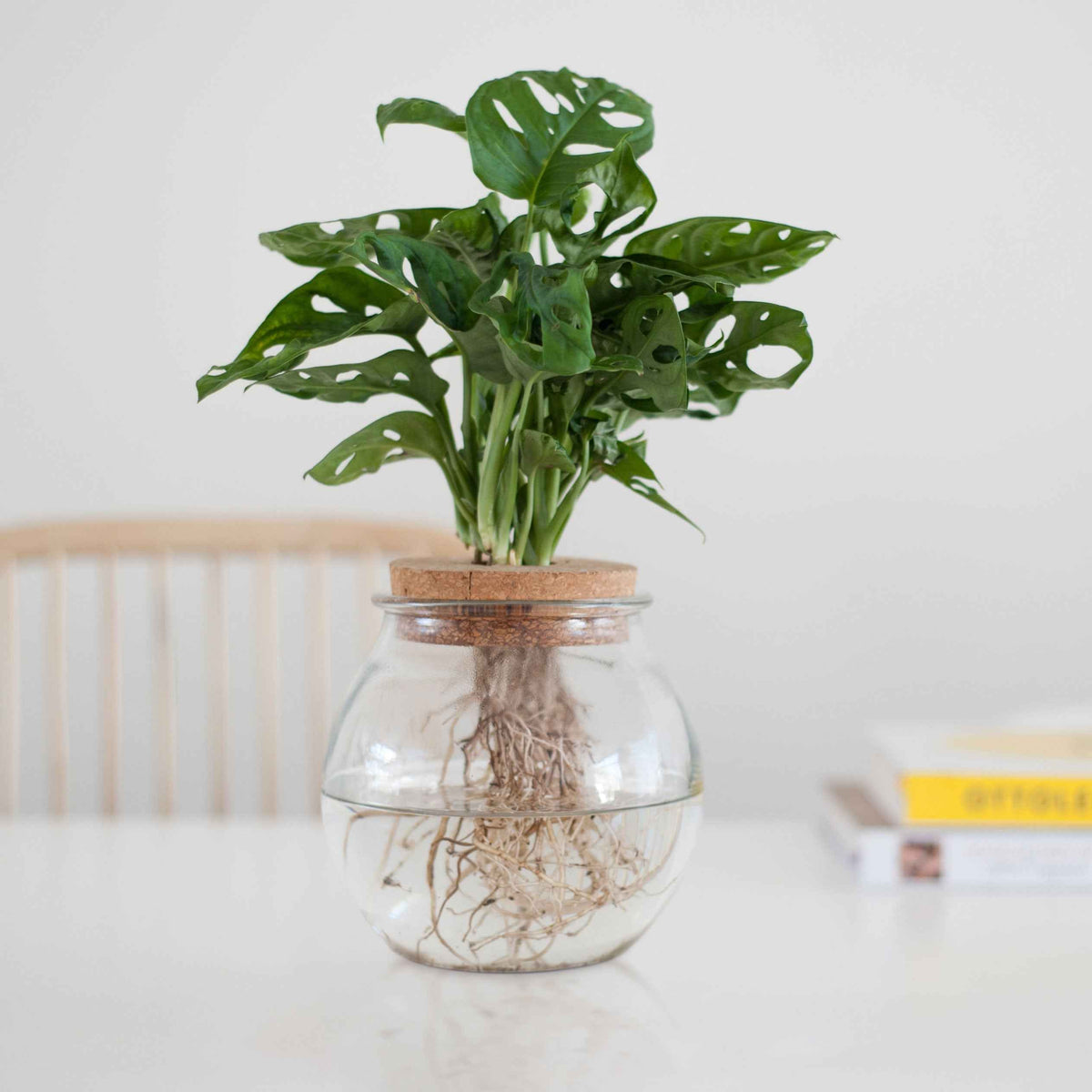 Monstera im Kugelglas - Hydroponik - Willemse