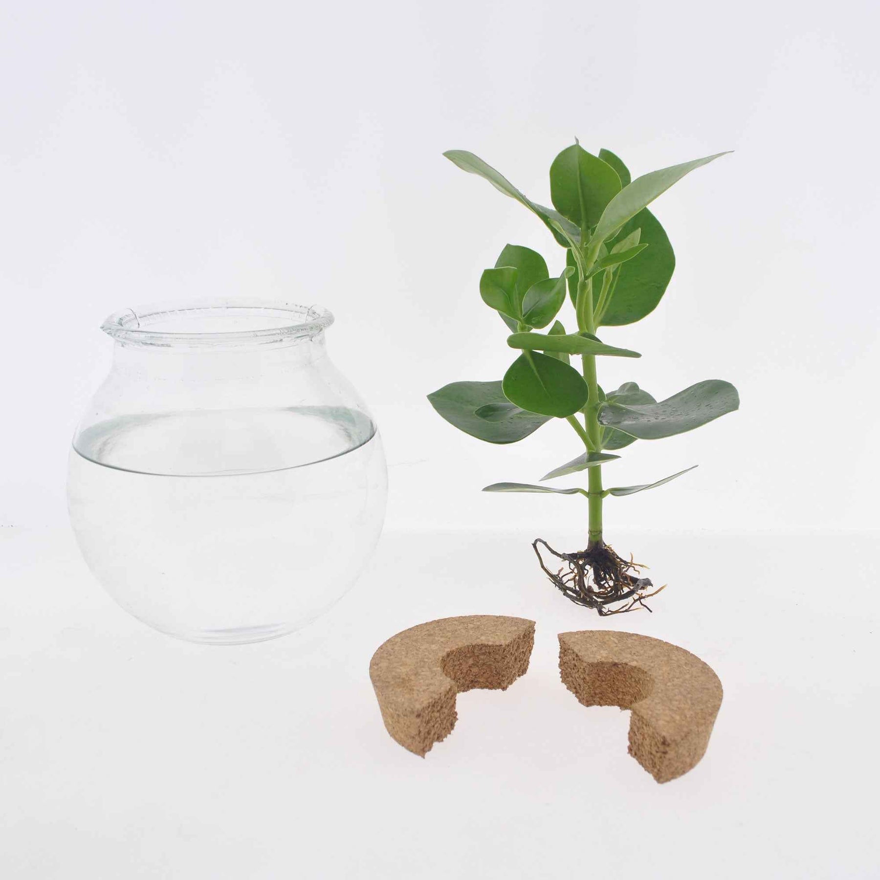 Monstera - Monstera im Kugelglas - Hydroponik - Hydroponische Pflanzen