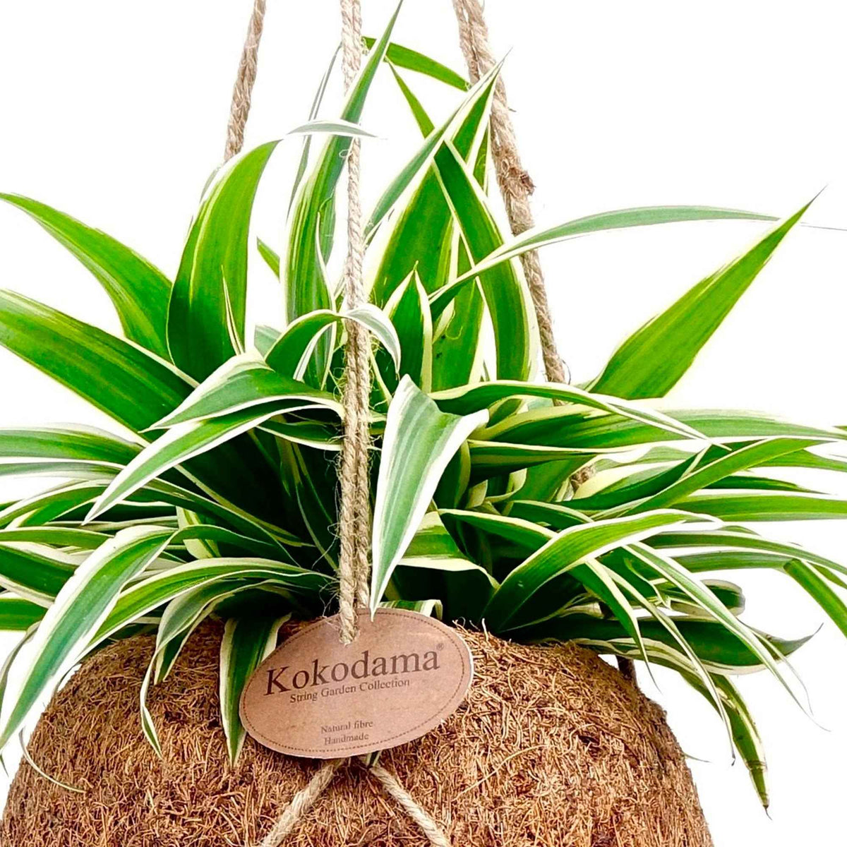 Grünlilie mit Kokosfaser-Topf - Chlorophytum - Willemse