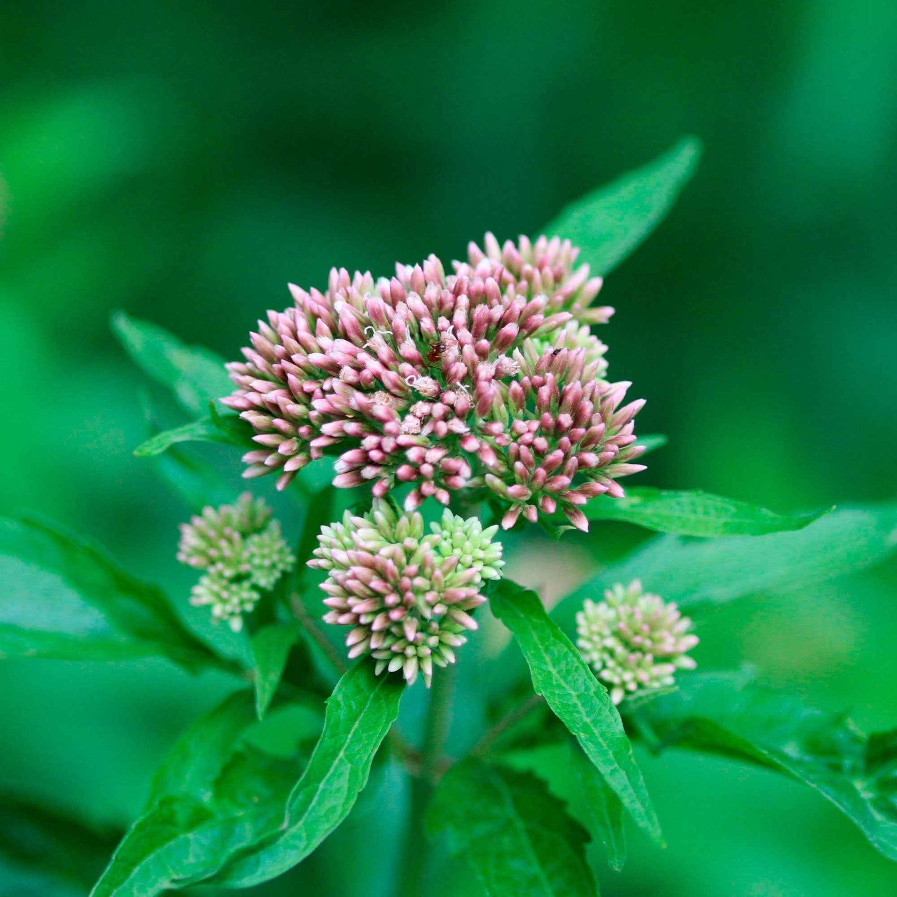Stauden - Gewöhnlicher Wasserdost - Eupatorium cannabinum