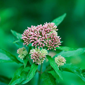 Stauden - Gewöhnlicher Wasserdost - Eupatorium cannabinum