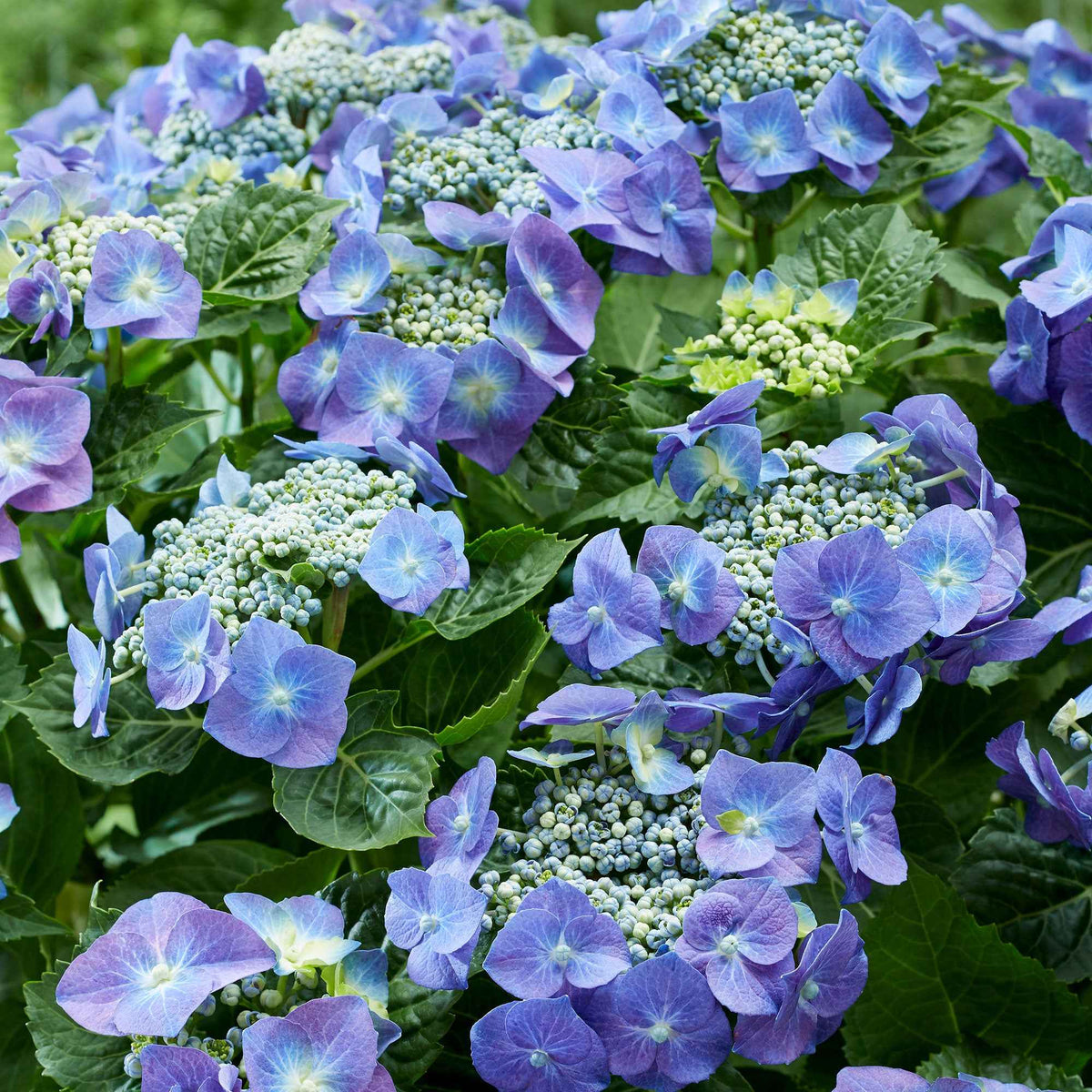 Tellerhortensie blau - Willemse
