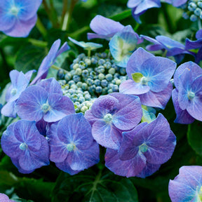 Tellerhortensie blau - Hydrangea macrophylla teller blue - Willemse