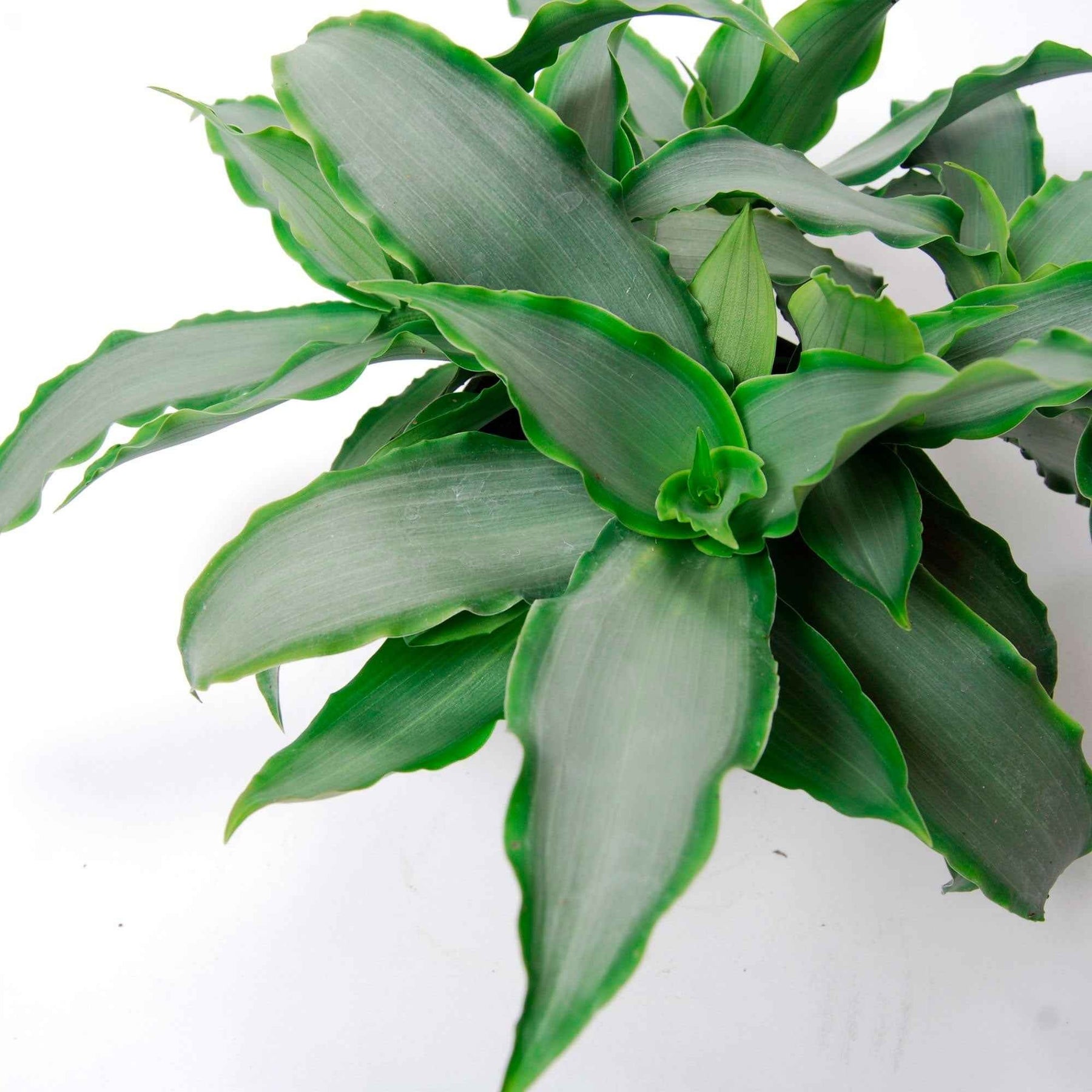 Murdannia Loriformis 'Bright Star' - Murdannia loriformis Bright Star - Willemse