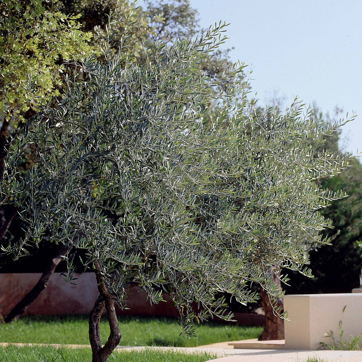 Olivenbäume - Olivenbaum - Olea europaea