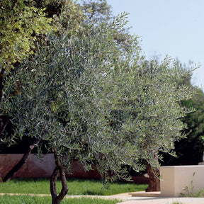 Olivenbäume - Olivenbaum - Olea europaea