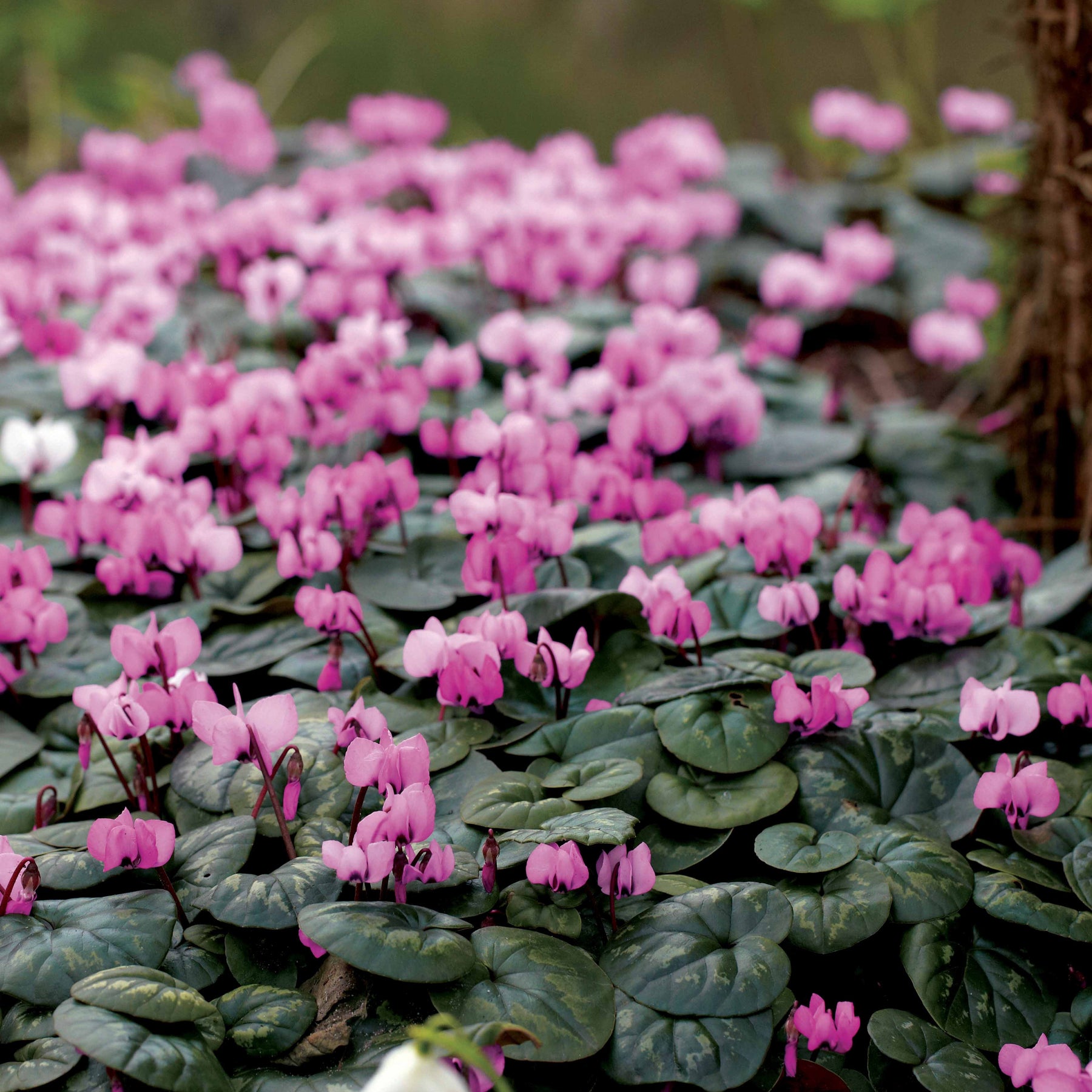Cyclamen coum - Alpenveilchen 'Coum' (x3) - Sommerzwiebeln