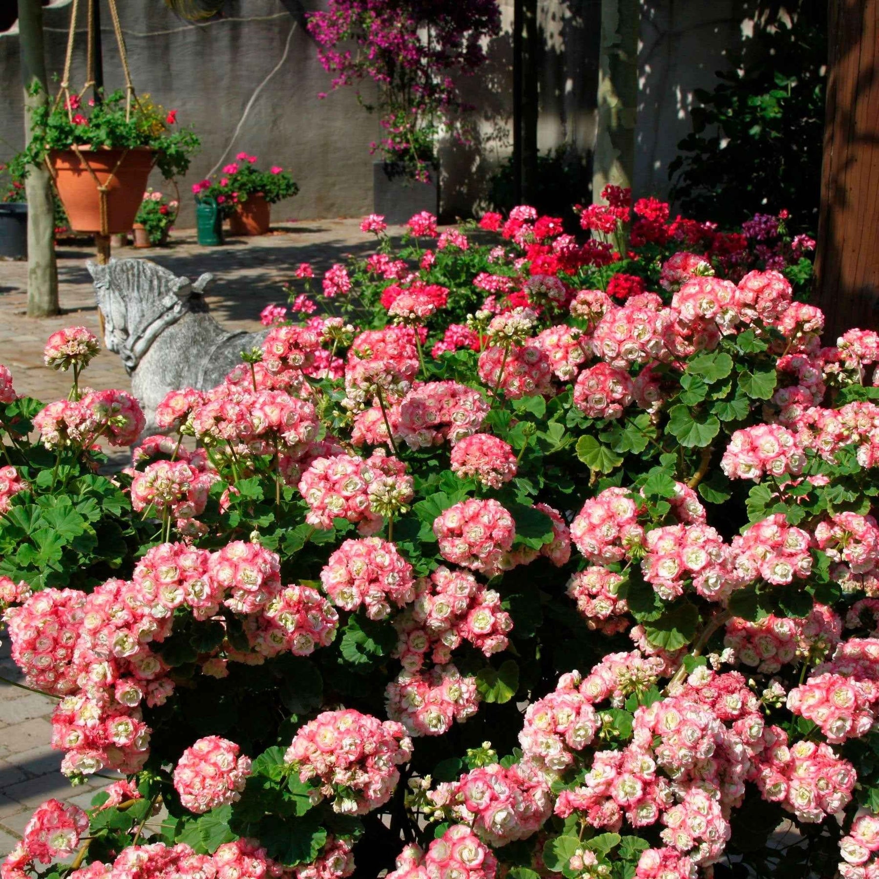 Geranie 'Appleblossom' (x3) - Willemse