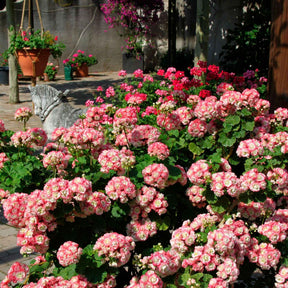 Geranie 'Appleblossom' (x3) - Willemse