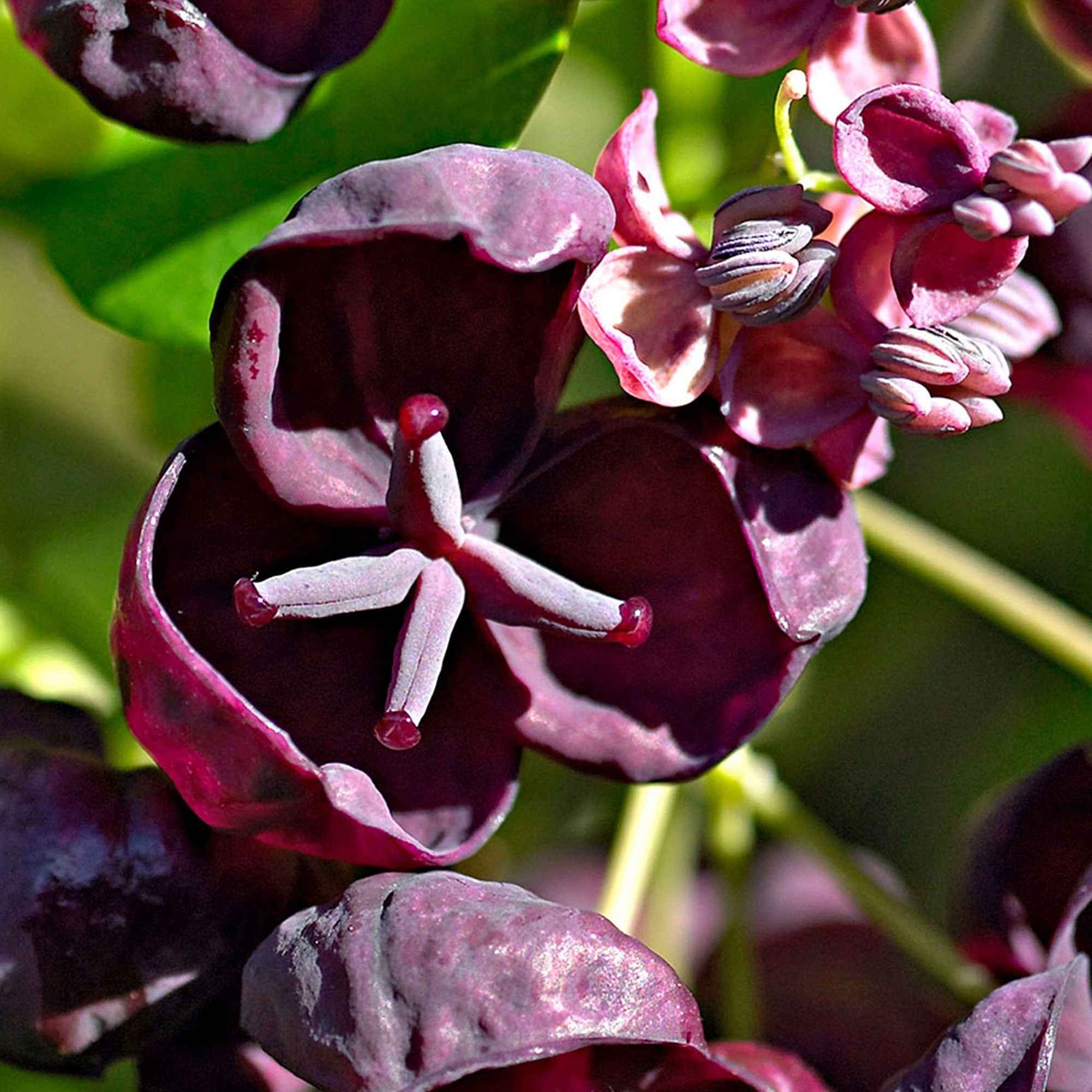 Fingerblättrige Akebie 'Quinata' - Akebia quinata - Willemse