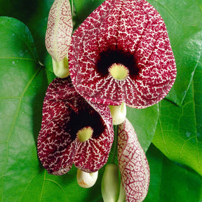 Pfeifenblume - Aristolochia macrophylla - Willemse