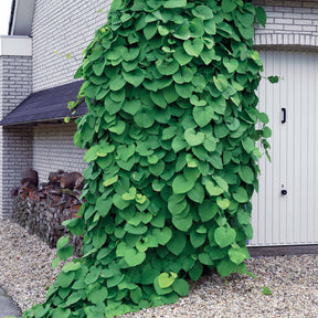 Pfeifenblume - Aristolochia macrophylla - Gartenpflanzen