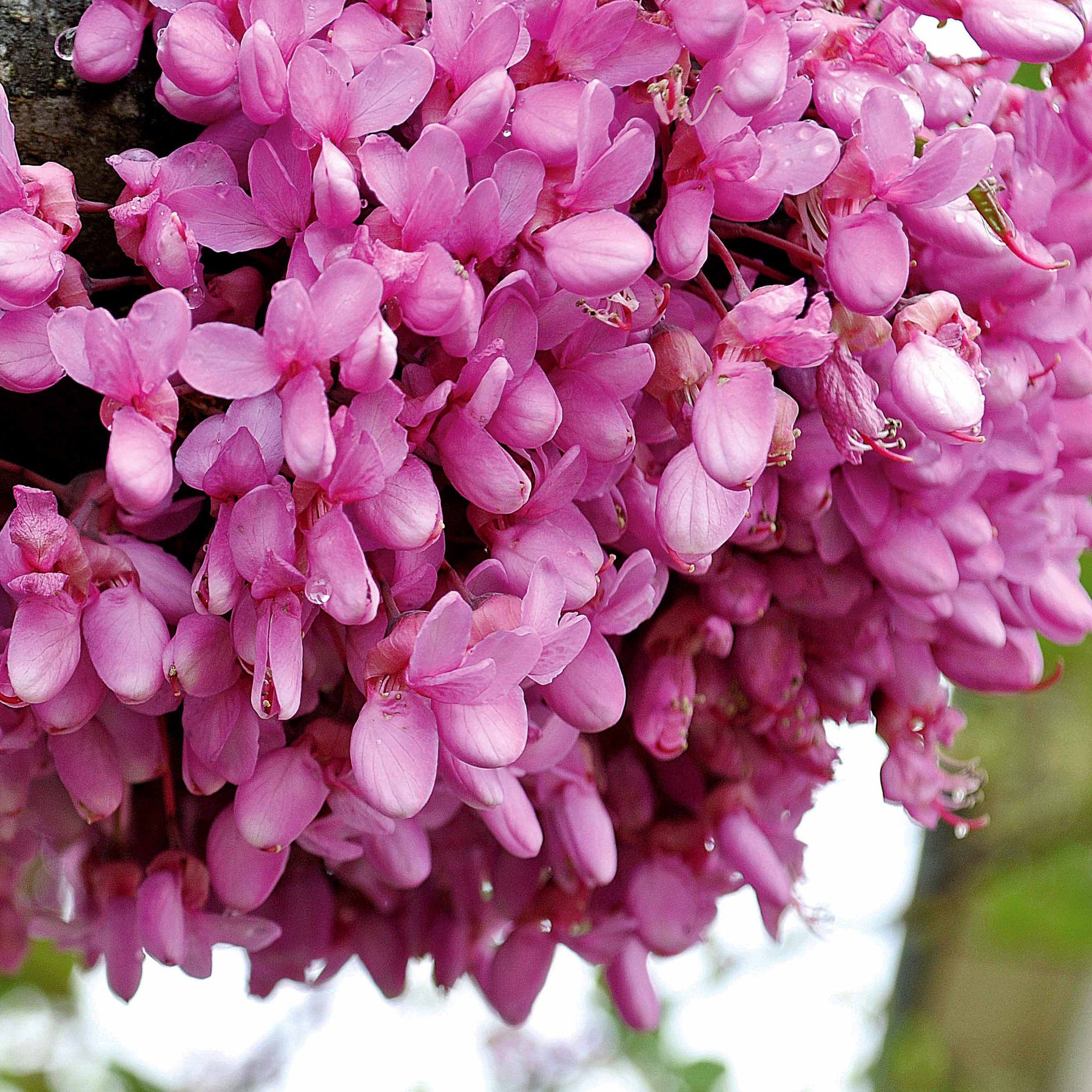 Judasbaum - Cercis siliquastrum