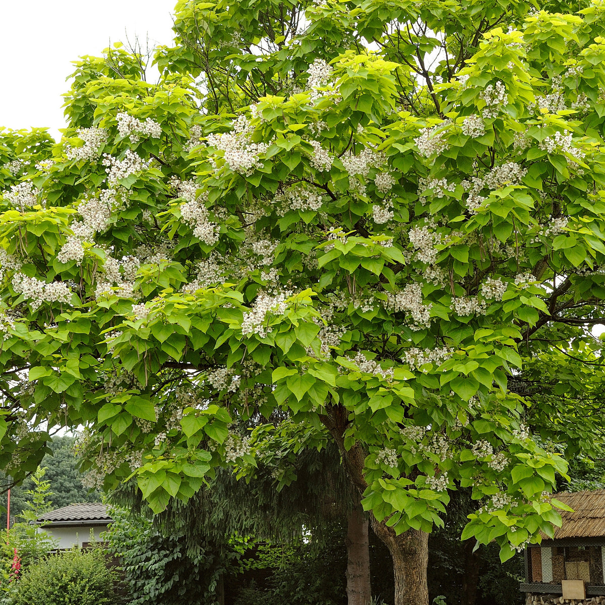 Trompetenbaum - Catalpa bignonioides - Willemse