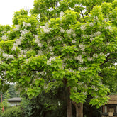 Trompetenbaum - Catalpa bignonioides - Willemse