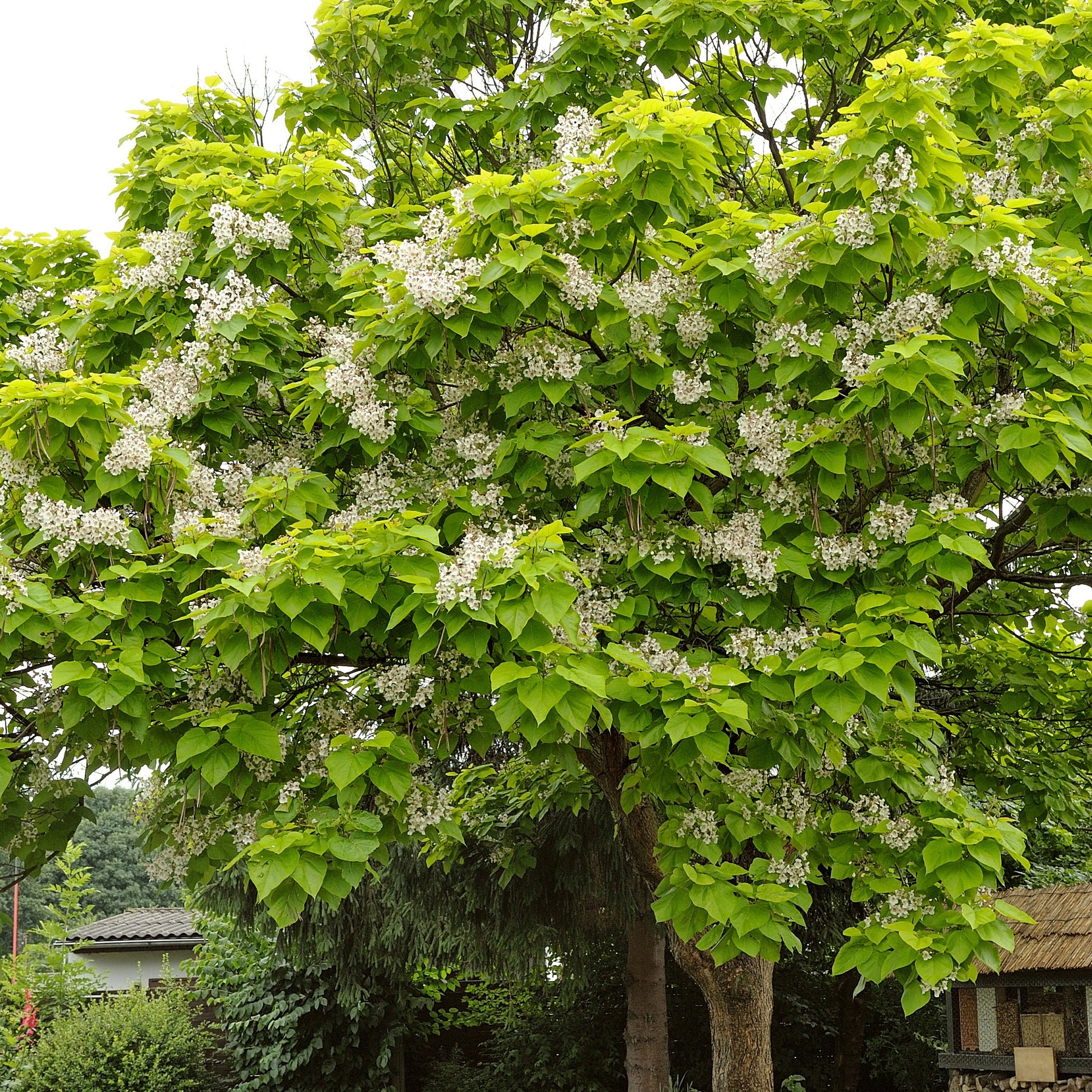 Trompetenbaum - Catalpa bignonioides - Willemse