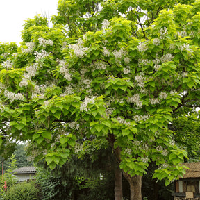 Trompetenbaum - Catalpa bignonioides - Willemse