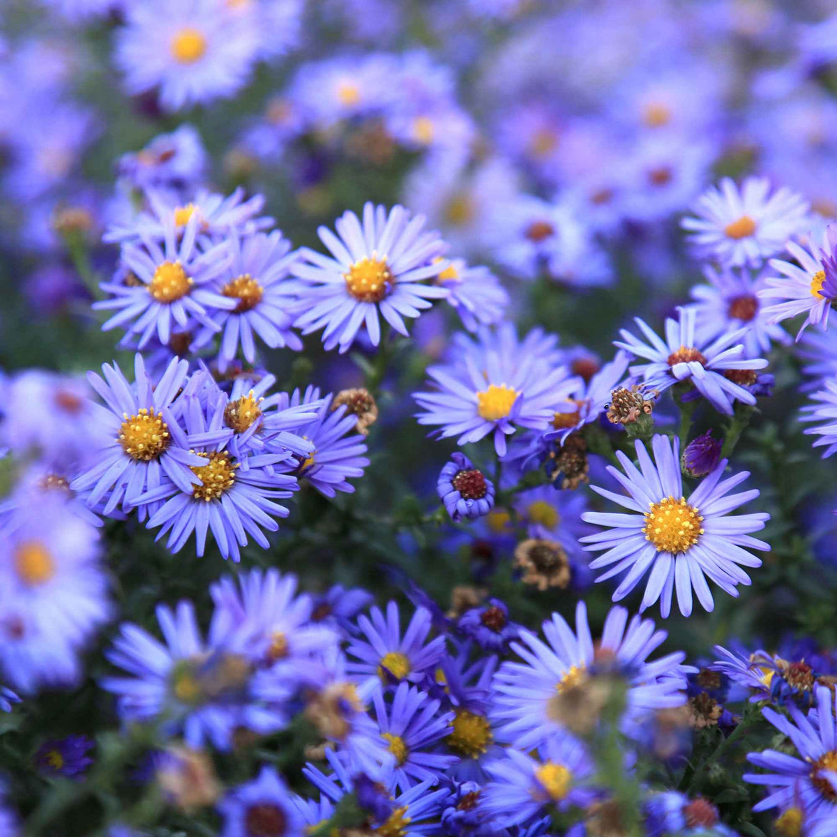 Kissenaster ‘Lady in Blue’ - Willemse