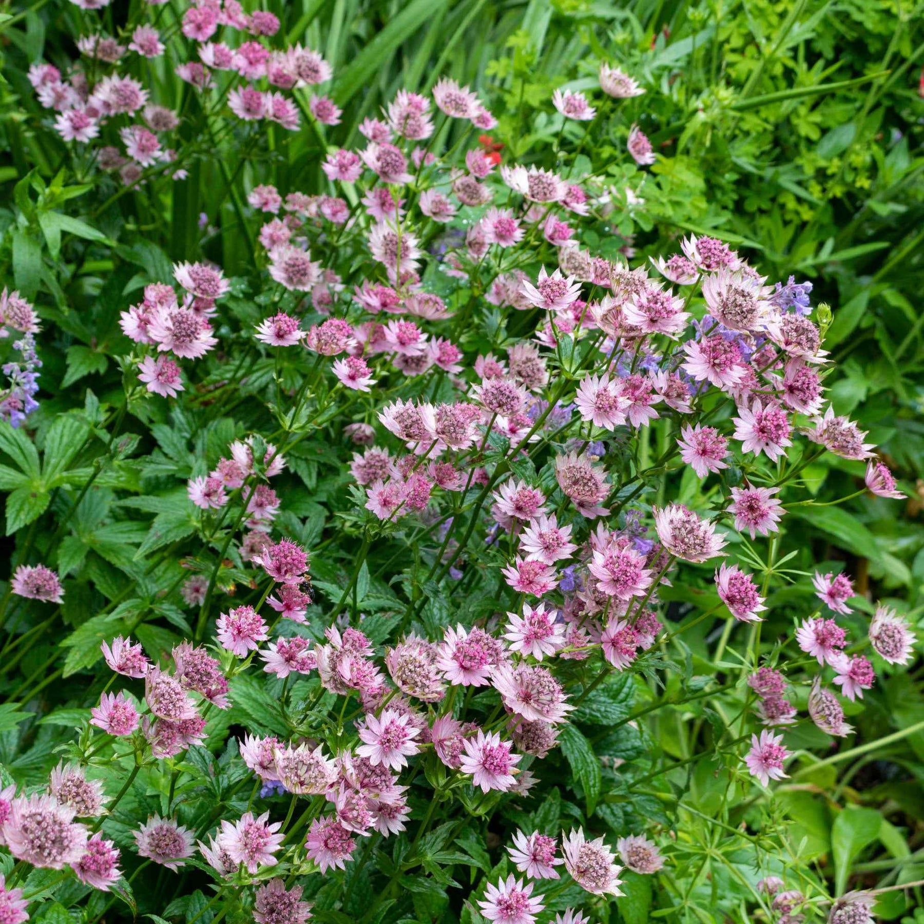 Sterndolde 'Roma' - Astrantia major Roma - Willemse