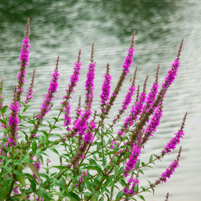 Blutweiderich ‘Robert’ - Willemse