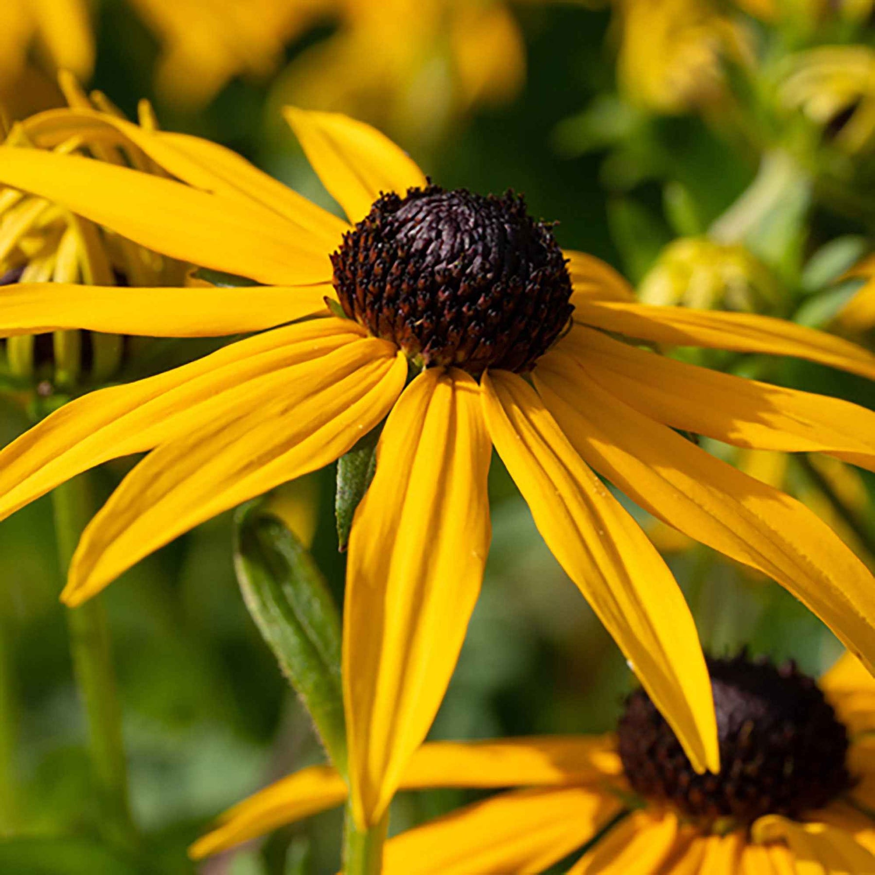 Sonnenhut ‘Goldsturm’ - Rudbeckia fulgida Goldsturm - Willemse