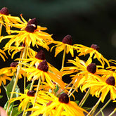 Rudbeckia fulgida Goldsturm - Sonnenhut ‘Goldsturm’ - Rudbeckia