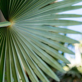 Zwergpalme - Chamaerops humilis - Willemse