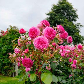 Kletterrose ‘Ozeana’® - Willemse