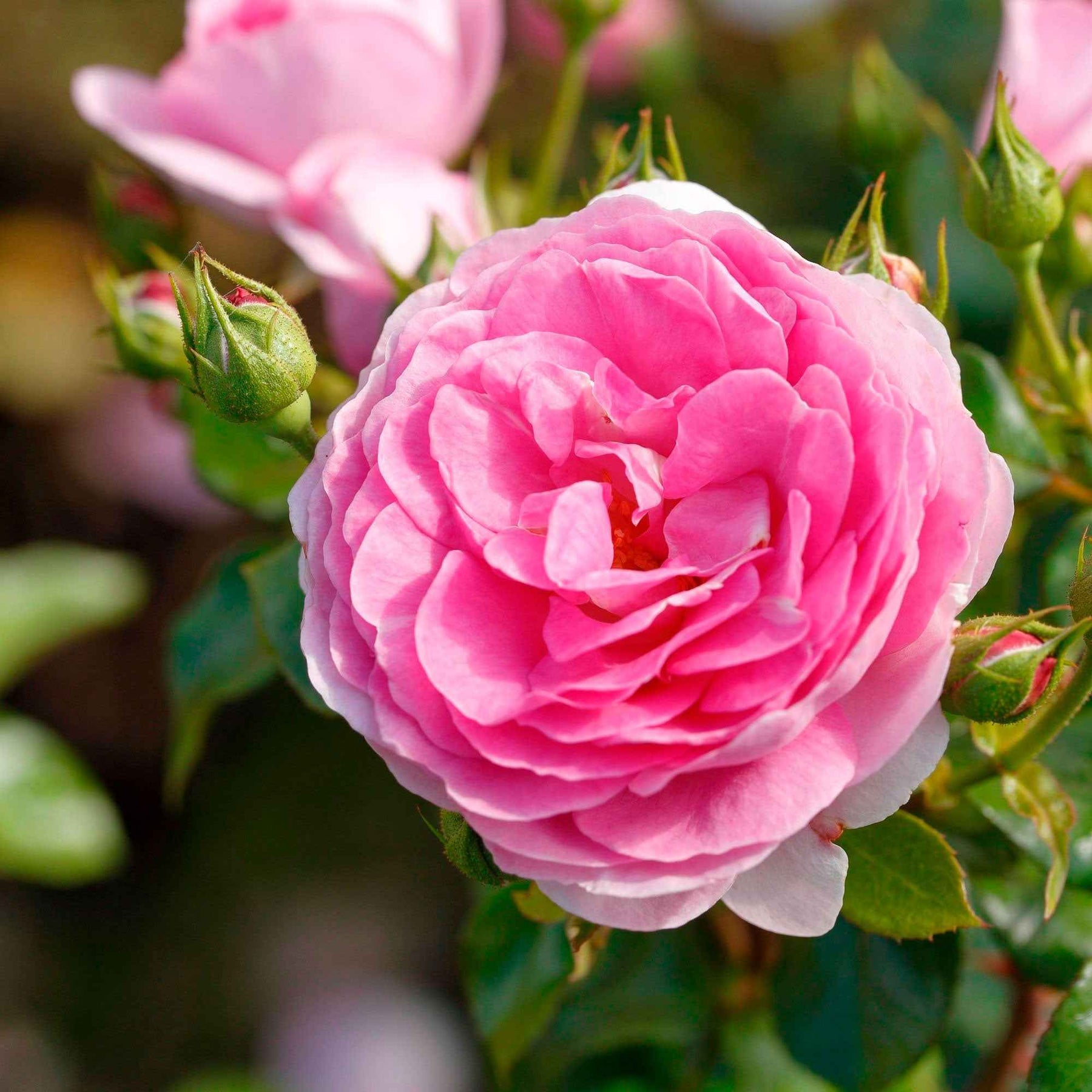 Kletterrose ‘Ozeana’® - Rosa ozeana ® - Willemse