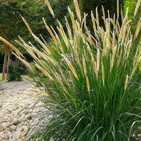 Aufrechtes Lampenputzergras (Pennisetum alopecuroides) - Pennisetum macrourum - Willemse