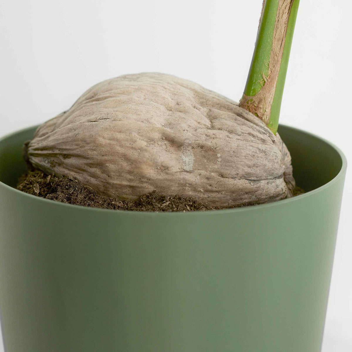Kokospalme für den Innenbereich - Cocos nucifera - Willemse