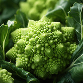 Brokkoli ‘Romanesco’