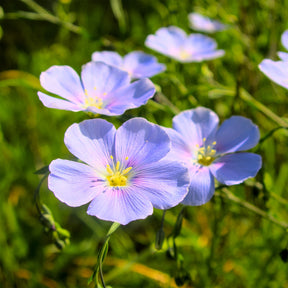 Blauer Stauden-Lein - Willemse