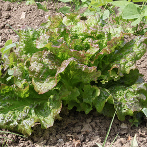 Samen für Salate - Salat-Kollektion für 6 Monate - Collection 6 mois de laitues (grosse blonde, tremont, merveille des 4