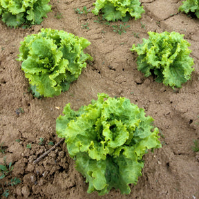 Bataviasalat ‘Blonde de Paris’ - Lactuca sativa capitata blonde de paris - Willemse