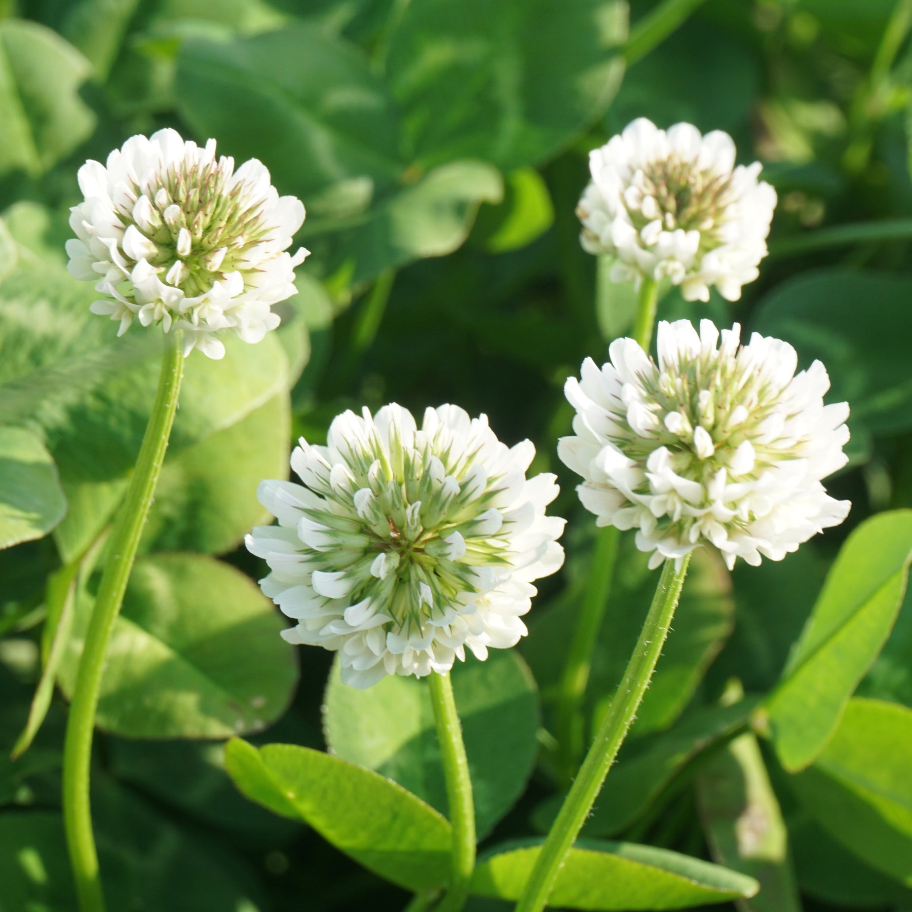 Zwerg-Weißklee - Trifolium repens - Willemse