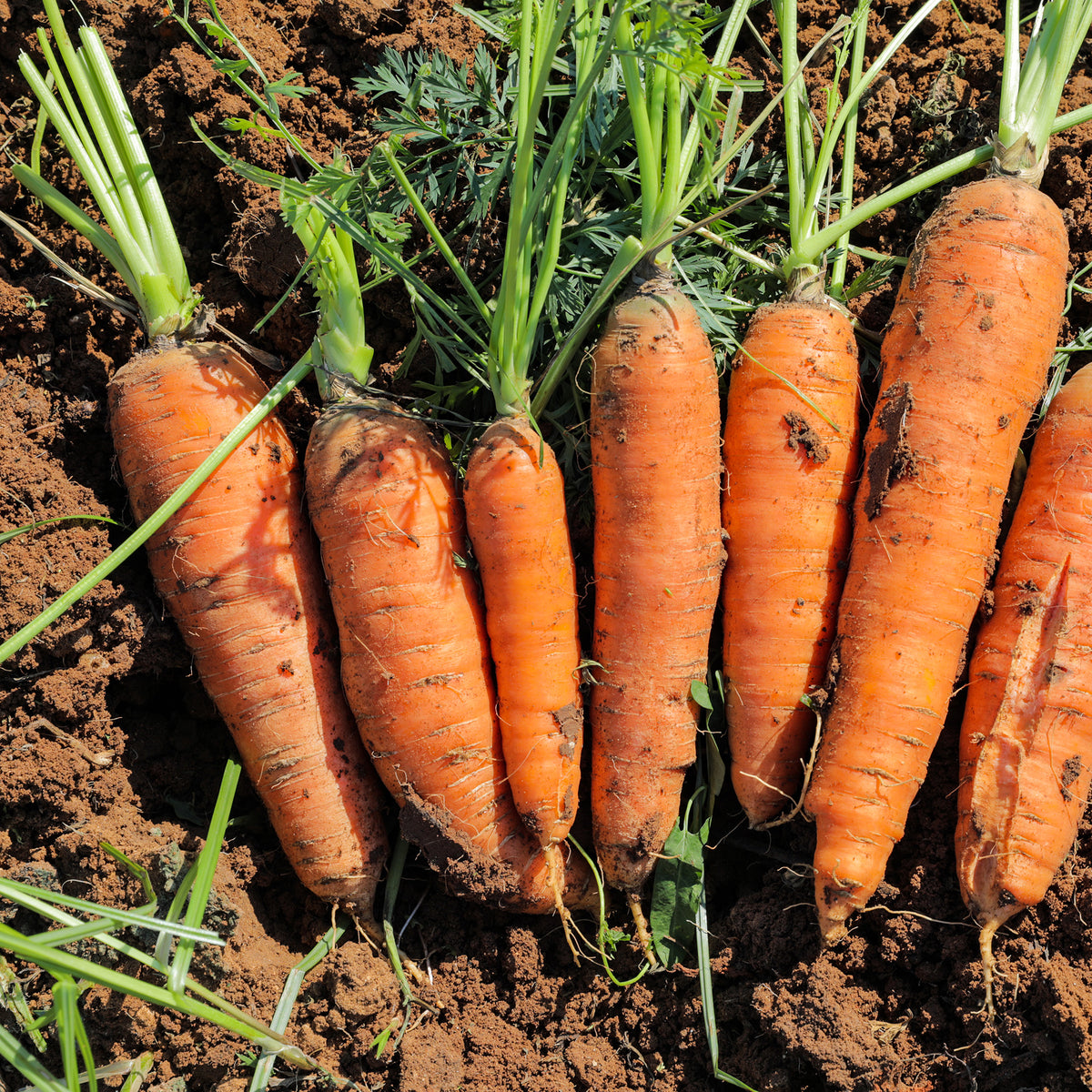 Möhre ‘De Carentan’ (halb-lang) - Daucus carota demi-longue de carentan - Willemse