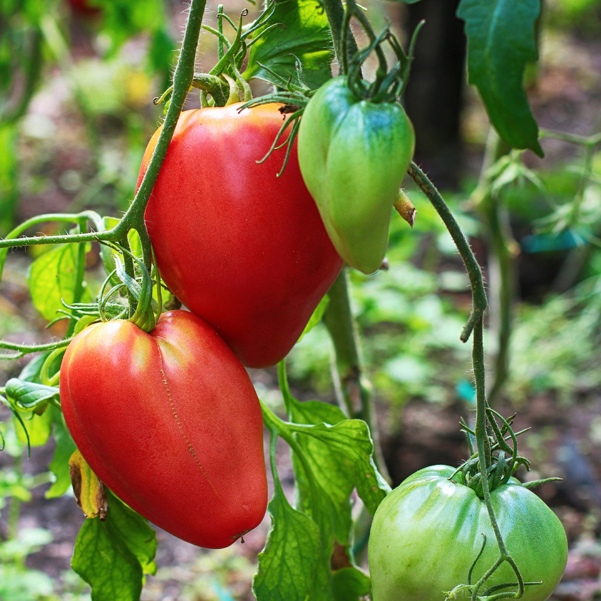 Fleischtomate 'Ochsenherz'