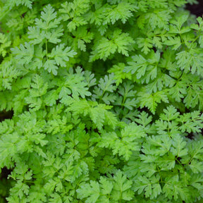 Gartenkerbel