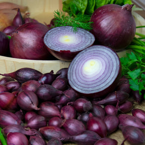 Zwiebel Red Baron - Allium cepa red baron - Willemse