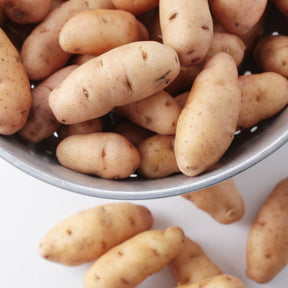 Kartoffel ‘Corne de Gatte’ / ‘Pink Fir Apple’ (x25) - Solanum tuberosum corne de gatte (pinkfir apple) - Willemse