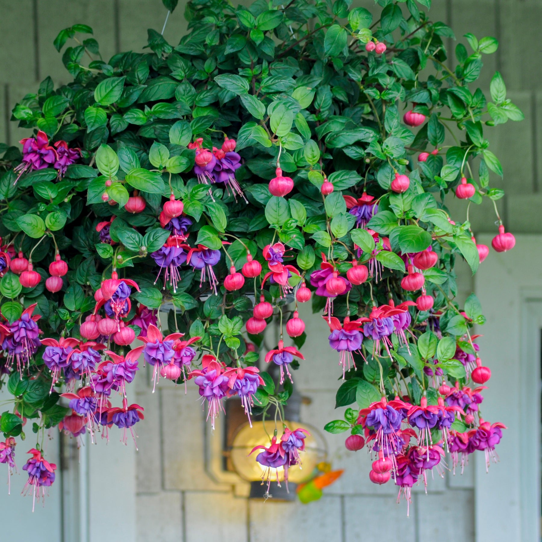 Hängende Fuchsien Dark Eyes (x3) - Willemse