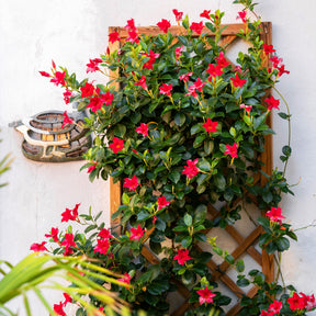 Chilenischer Jasmin - Mandevilla laxa - Dipladenia rot - Dipladenia - Mandevilla