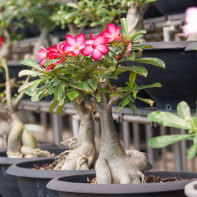 Verkauf Wüstenrose - Adenium obesum