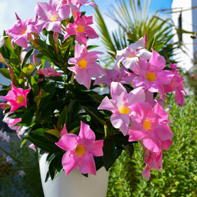 Verkauf Dipladenia Mischung (x3) - Dipladenia