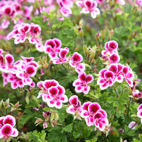 Duftgeranie Pansy (x3) - Willemse