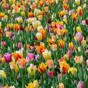 Langstielige Tulpen Mischung (x75)